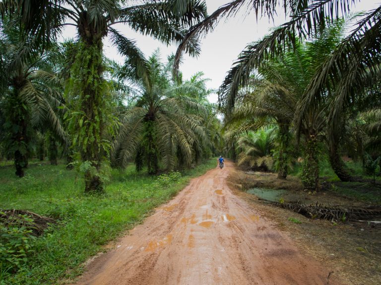 palm oil farmforce