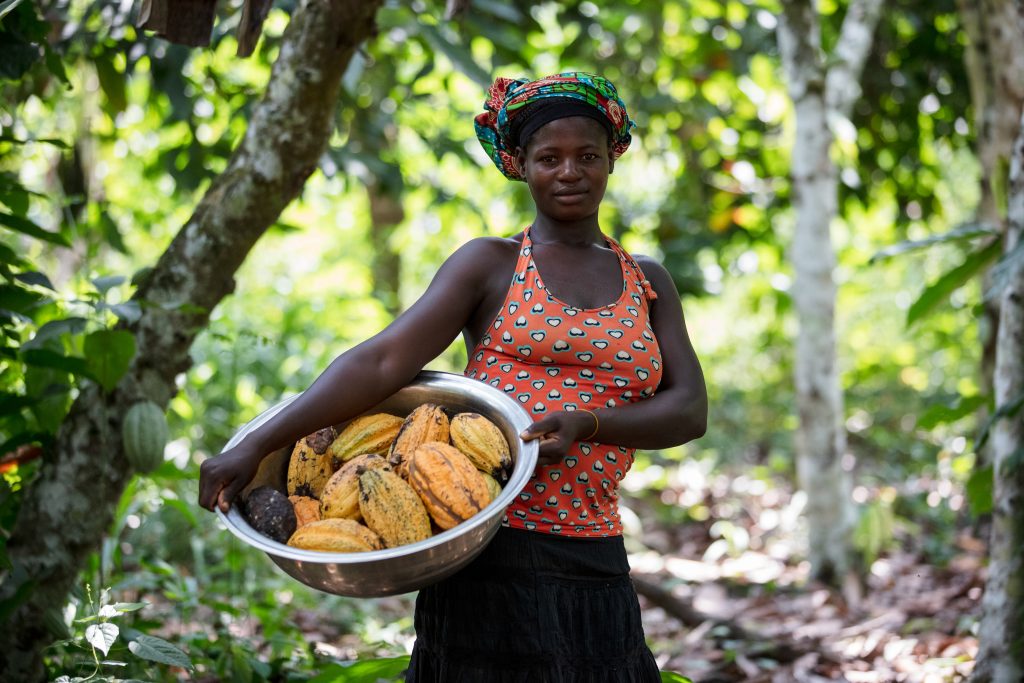 Cocoa farmer, Yaa Faustina, 23, collects harvested cocoa pods in a cocoa farm in Edwinase, Ahafo Region-Ghana. January 14, 2021.