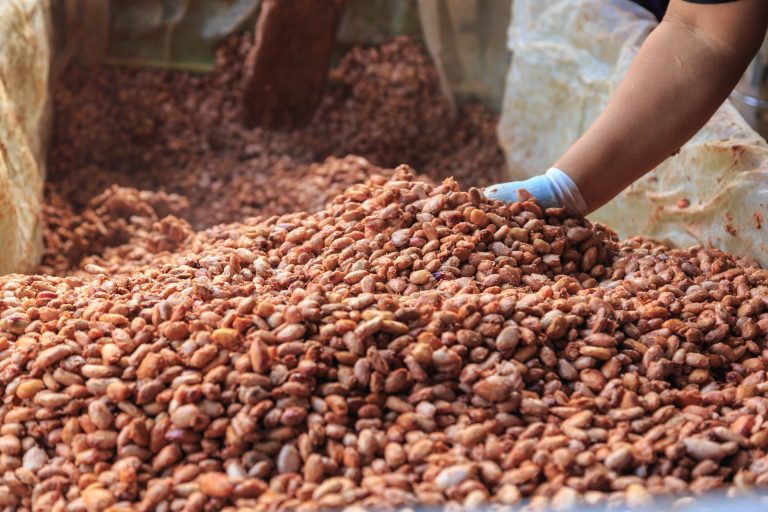 farmers,are,fermenting,cocoa,beans,to,make,chocolate.