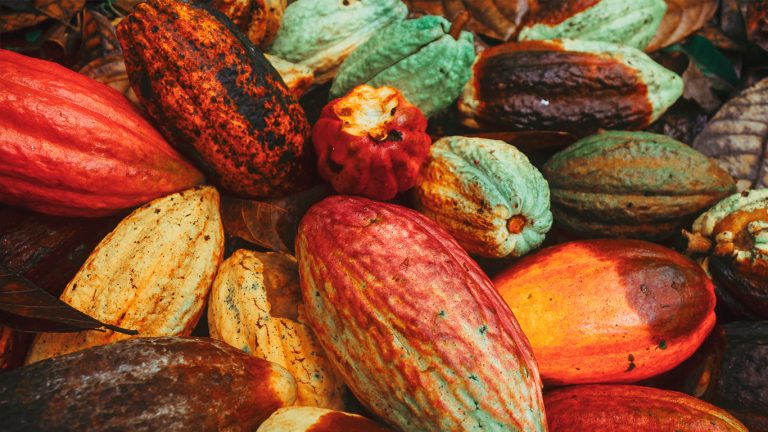 Cocoa pods with Farmforce.