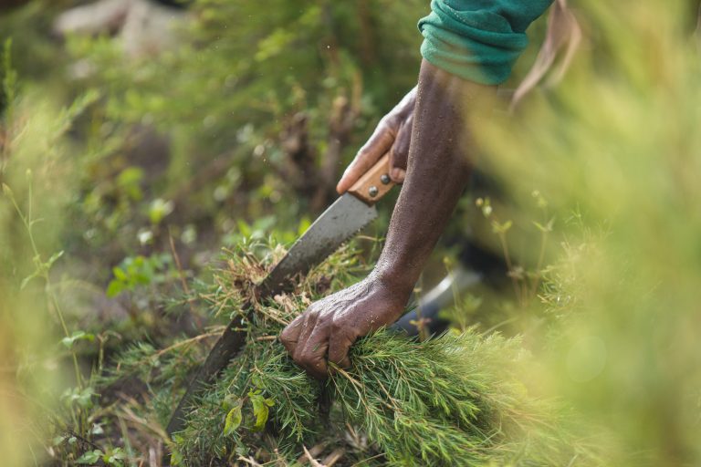 Farmforce Harvesting crops for essential oils