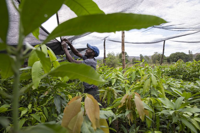 farmforce acceso haiti