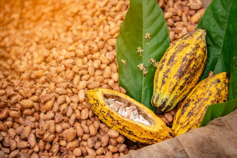 Cacao seeds