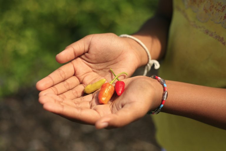 Closeup of farmer's hands holding chili peppers