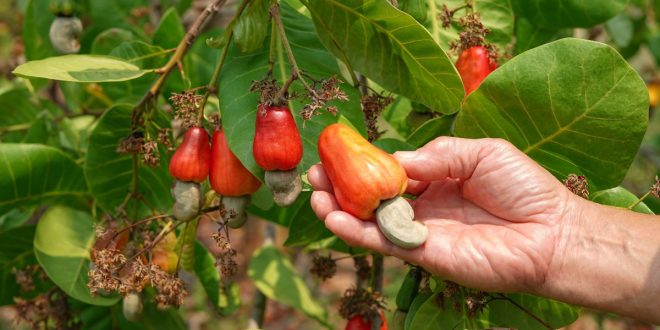 farmforce cashew