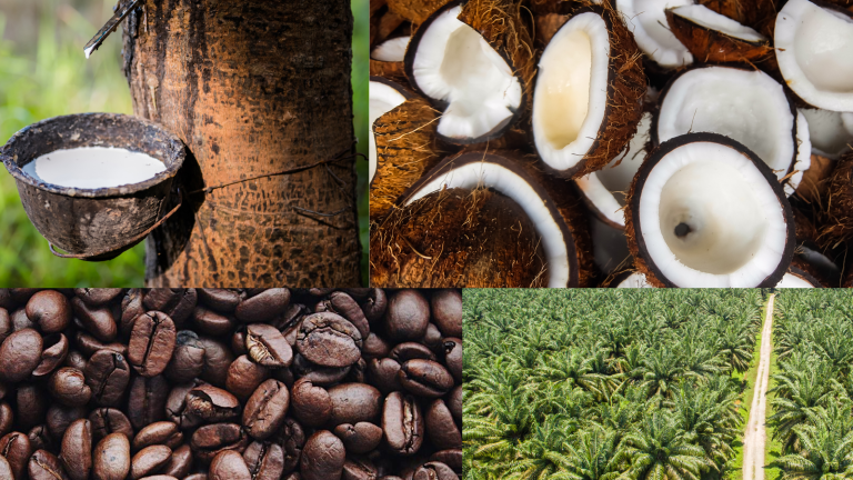 Images pieced together of rubber tree, coconut, palm oil trees, and coffee beans, all Farmforce related crops.