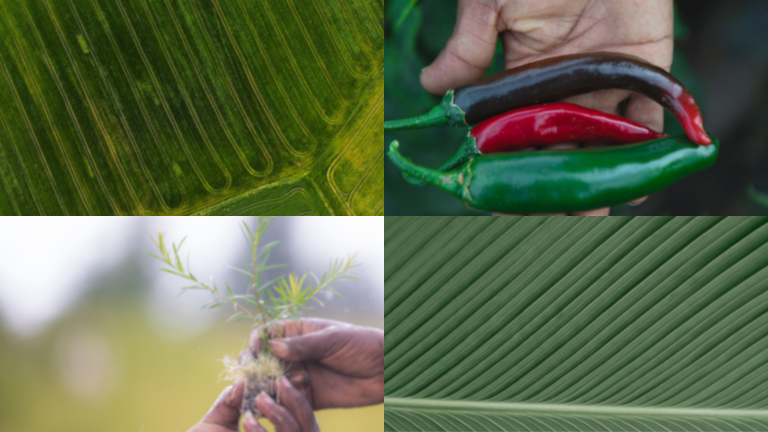Four images overlapping of plants, fields, and peppers.