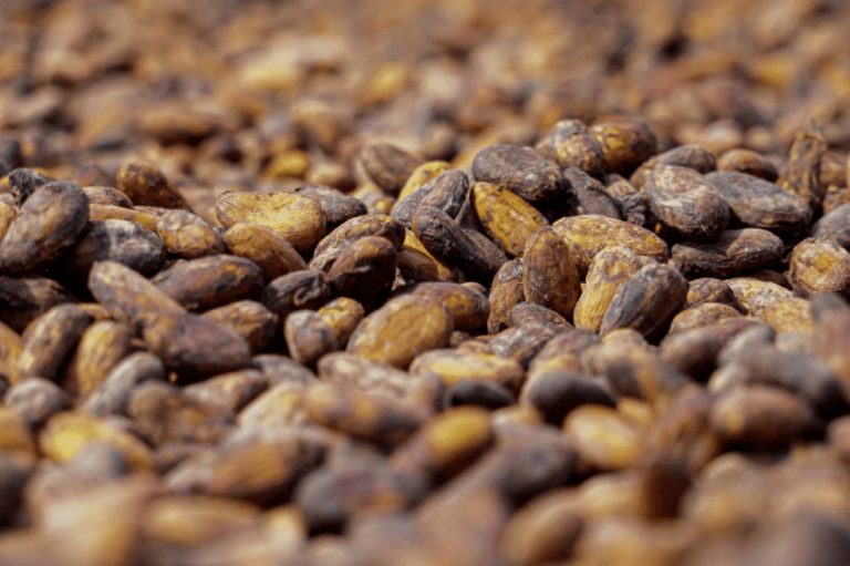 Cocoa Beans