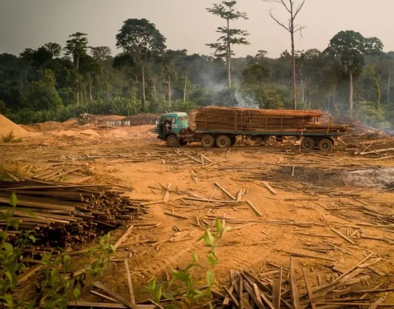 A full logging truck drives through a deforested area.